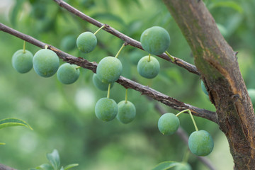 青李子