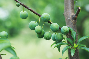青李子