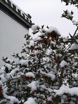 雪景