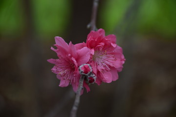 春天