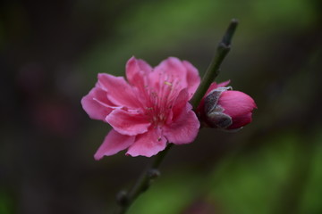 桃花