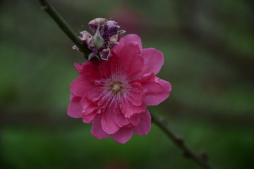 春暖花开