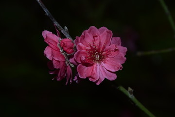 漂亮的花朵