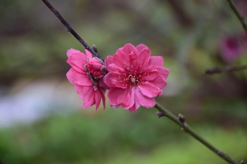 漂亮的桃花