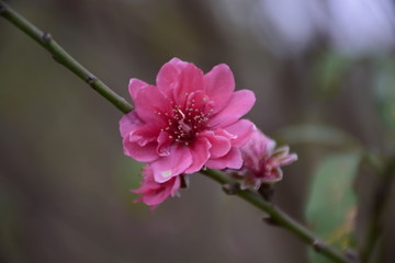 春意