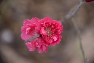 春意