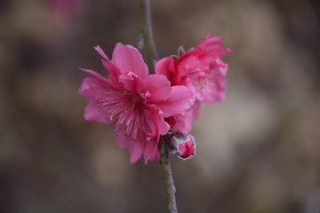 鲜艳的桃花