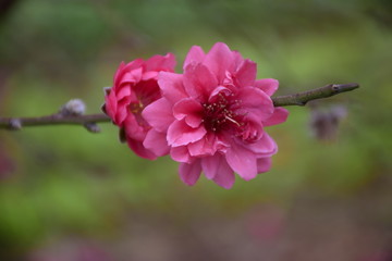 桃花