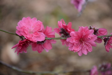 自然桃花