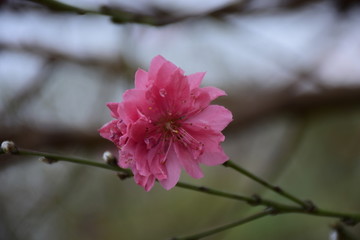 花开了