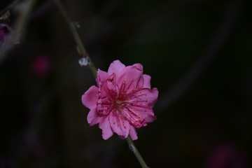 迎春花神