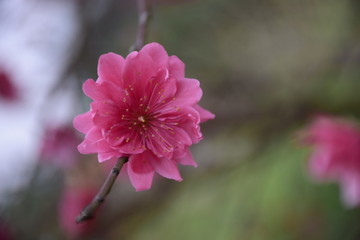 花蕾