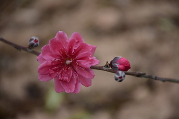 花园