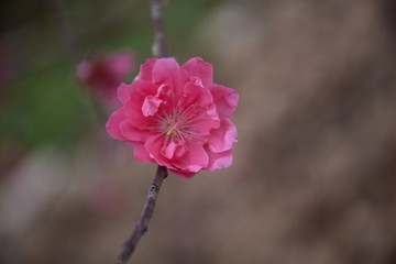 一朵桃花