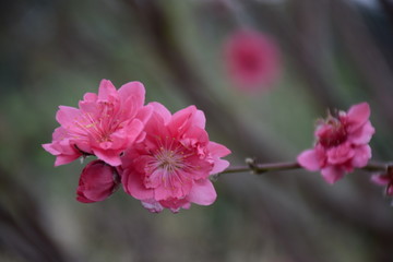 春花