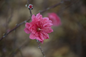 春天的桃花