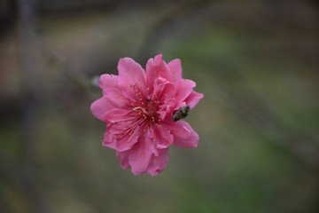 漂亮桃花