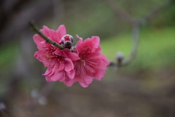 桃花
