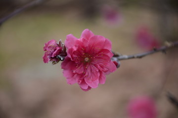 春暖花开