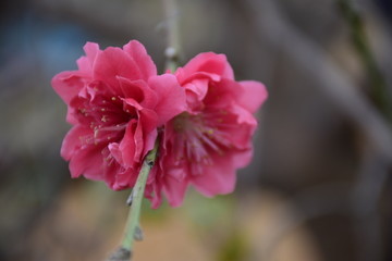 漂亮桃花