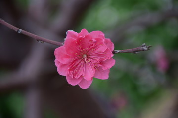 一朵桃花