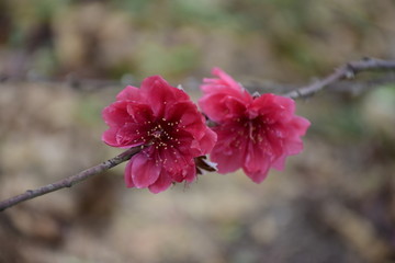 漂亮的桃花