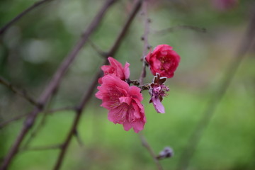 桃花开了