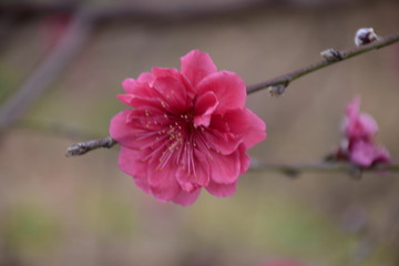 花园风光