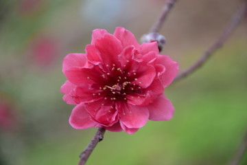 唯美桃花