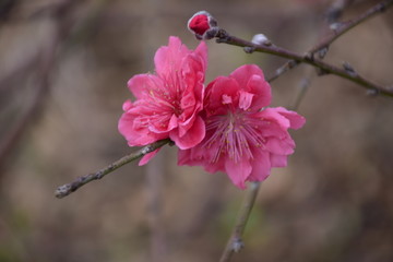 粉红桃花