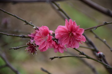 花季