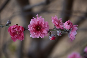 花朵