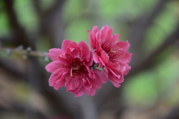 春意和希望