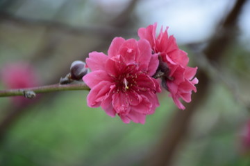 美丽的桃花
