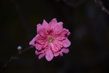 春天的桃花