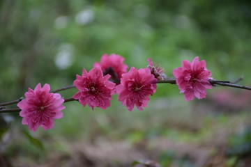 春天的桃花