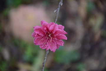 桃花
