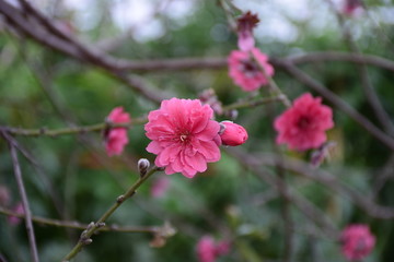 春花
