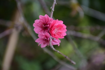 桃花
