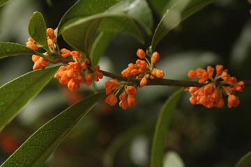 桂花素材