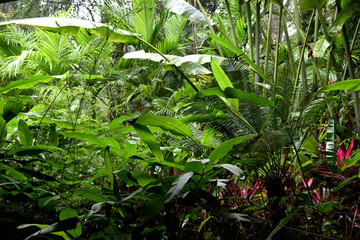 曼听公园热带植物