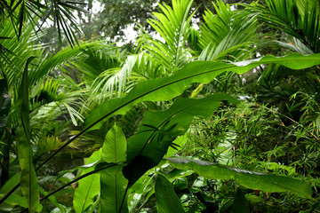 曼听公园热带植物