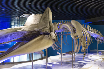 鲸鱼骨骼标本