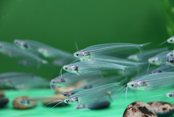 透明鱼玻璃猫