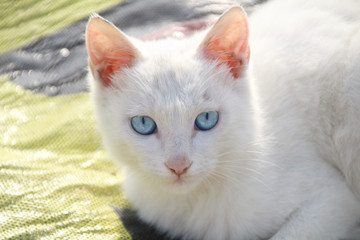 蓝眼睛的毛