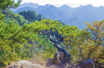 千山小黄山景区青蛇岭松树