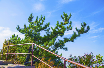 千山小黄山景区青蛇岭青蛇松