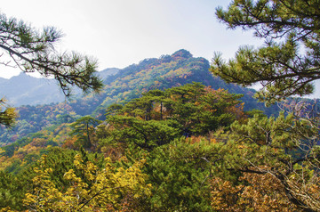 千山小黄山景区山峰与松树秋景