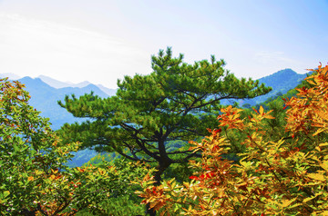 千山小黄山景区玉霞山腰松树