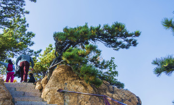 千山小黄山景区云彩松